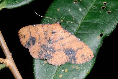 銅麗裳蛾 Corgatha tornalis 雄蟲