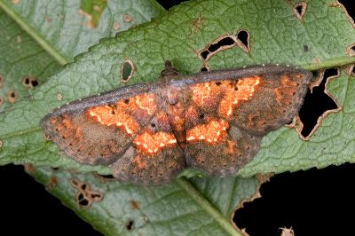 紅紋裳蛾 Cerynea igniaria 雌蟲