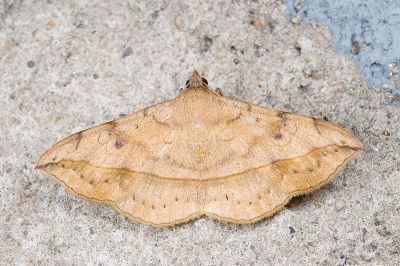 腎雙圈裳蛾 Anticarsia irrorata 雌蟲