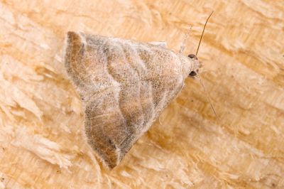 箱獵裳蛾 Eublemma baccalix 雄蟲