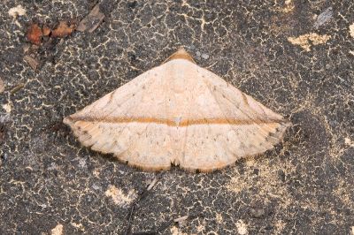 四方獵裳蛾 Eublemma quadrapex 雄蟲