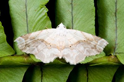 眉燕裳蛾 Eugraptoblemma pictalis 雄蟲