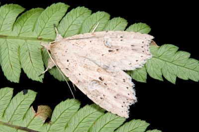 點斑羽脛裳蛾 Olulis puncticinctalis 雄蟲