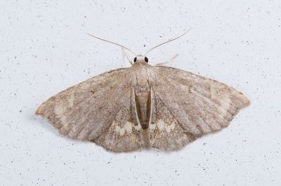 Enispa lutefascialis 雌蟲