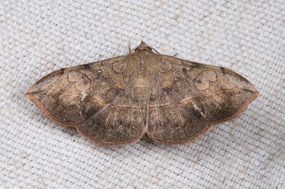 腎雙圈裳蛾 Anticarsia irrorata 雄蟲