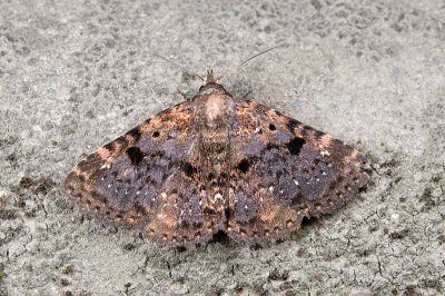 星狄裳蛾 Diomea discoinsigna 雄蟲