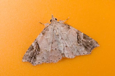 腎滴裳蛾 Tipasa renalis 雄蟲
