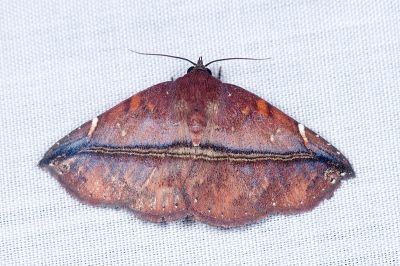 紫赭裳蛾 Condate purpurea 雄蟲