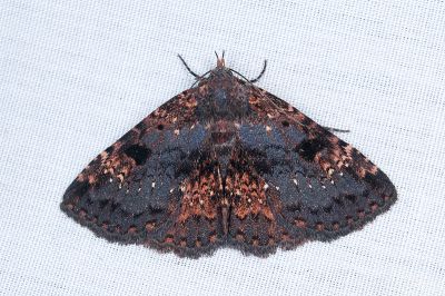 海狄裳蛾 Diomea rotundata 雌蟲