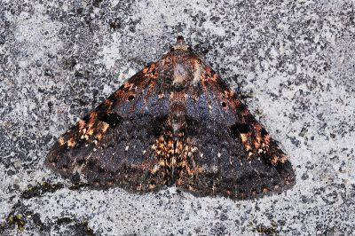 海狄裳蛾 Diomea rotundata 雄蟲