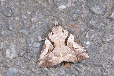 中平帶鷗裳蛾 Oglasa mediopallens 雌蟲