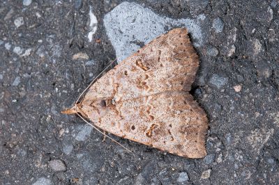 瑪脩裳蛾 Pseudogyrtona marmorea 雄蟲
