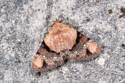 點狄裳蛾 Diomea stellata 雄蟲