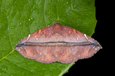 紫赭裳蛾 Condate purpurea 雄蟲