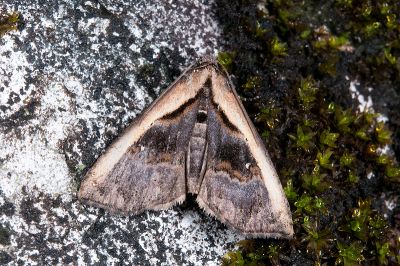 Lophomilia speideli 雄蟲