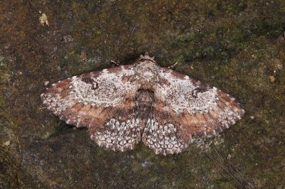 白點卡裳蛾 Caduca albopunctata 雄蟲