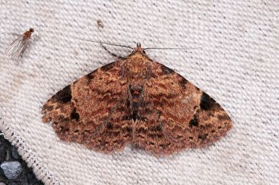 深褐番裳蛾 Panilla costipunctata 雌蟲