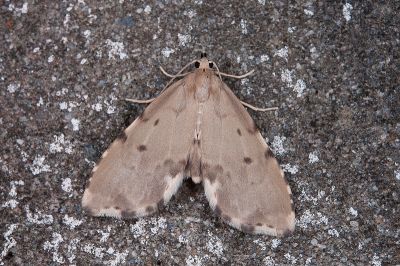 小點斑裳蛾 Metaemene hampsoni 雄蟲