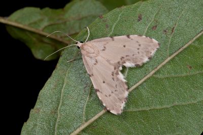 小點斑裳蛾 Metaemene hampsoni 雄蟲