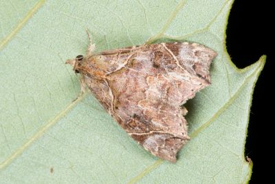 腎斜分裳蛾 Parolulis renalis 雄蟲