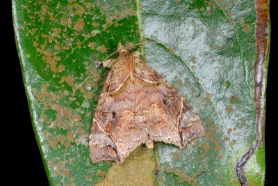 腎斜分裳蛾 Parolulis renalis 雄蟲