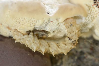 白點卡裳蛾 Caduca albopunctata