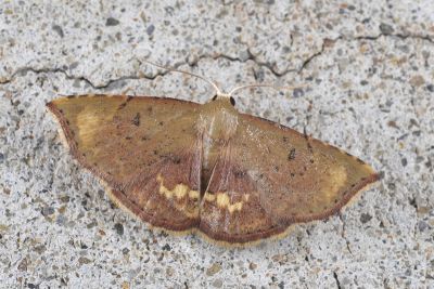 Enispa lutefascialis 雄蟲