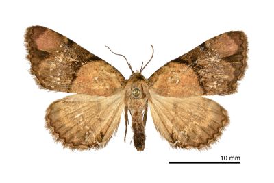 點狄裳蛾 Diomea stellata 雌蟲