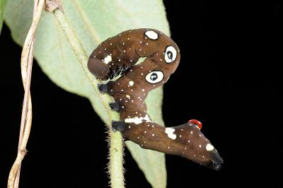 鑲落葉裳蛾 Eudocima homaena