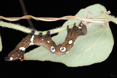 鑲落葉裳蛾 Eudocima homaena
