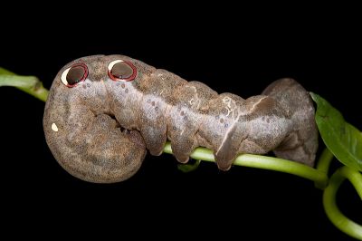 豔葉裳蛾 Eudocima salaminia