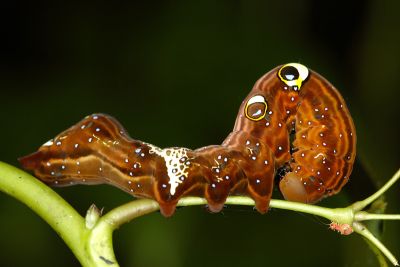 落葉裳蛾 Eudocima phalonia