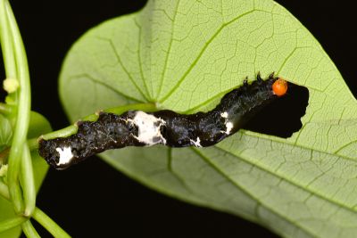 肖金裳蛾 Plusiodonta coelonota