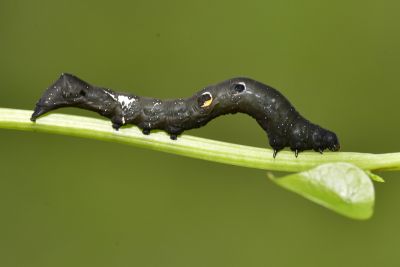 豔葉裳蛾 Eudocima salaminia