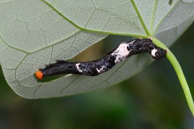 肖金裳蛾 Plusiodonta coelonota