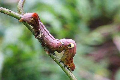 落葉裳蛾 Eudocima phalonia