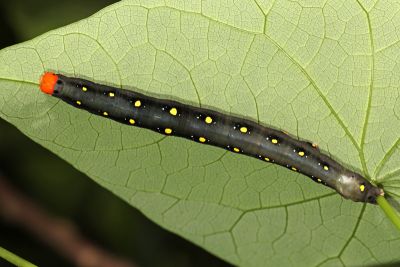 癤角壺裳蛾 Calyptra minuticornis bisacutum