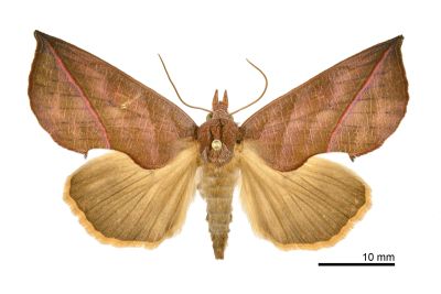 細紋壺裳蛾 Calyptra fletcheri 雌蟲