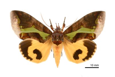 鑲落葉裳蛾 Eudocima homaena 雌蟲