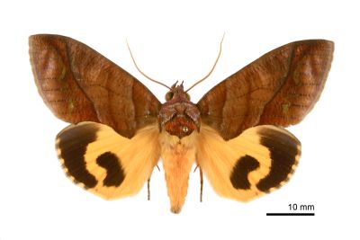 鑲落葉裳蛾 Eudocima homaena 雄蟲