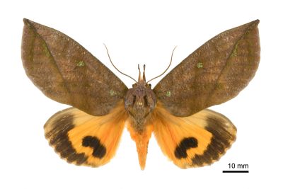 綠斑枯葉裳蛾 Eudocima okurai 雄蟲