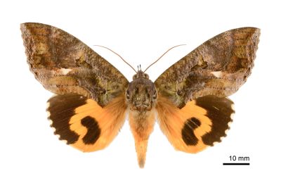 落葉裳蛾 Eudocima phalonia 雌蟲