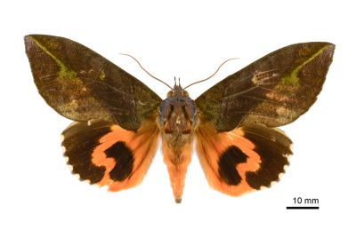 落葉裳蛾 Eudocima phalonia 雄蟲