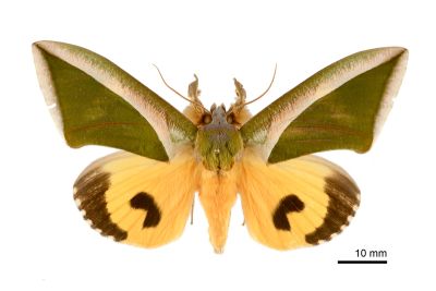 豔葉裳蛾 Eudocima salaminia 雄蟲