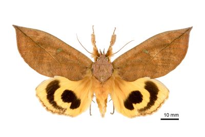 枯落葉裳蛾 Eudocima tyrannus 雄蟲