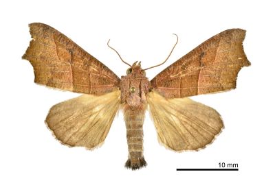 Gonitis mesogona 雄蟲