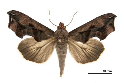 銀帶壺裳蛾 Oraesia argyrosticta 雌蟲
