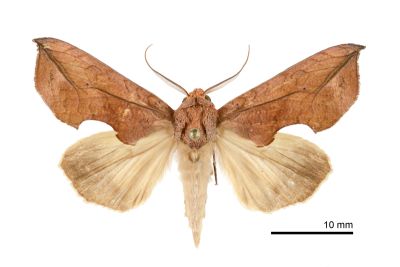 鳥嘴壺裳蛾 Oraesia excavata 雄蟲