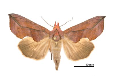 鳥嘴壺裳蛾 Oraesia excavata 雌蟲