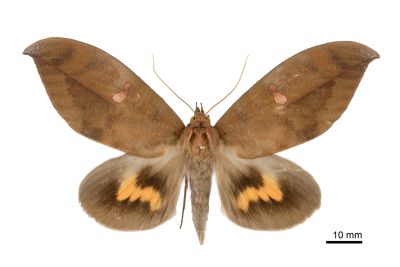 黃帶擬葉裳蛾 Phyllodes eyndhovii 雄蟲